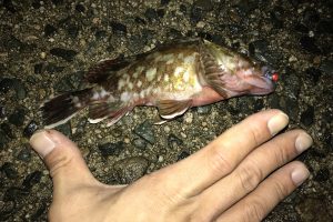 山陰海岸の海釣り