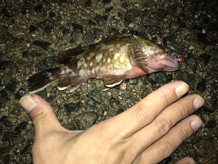 ジグヘッドとワームの仕掛けで色んな魚が釣れる 山陰海岸の海釣り