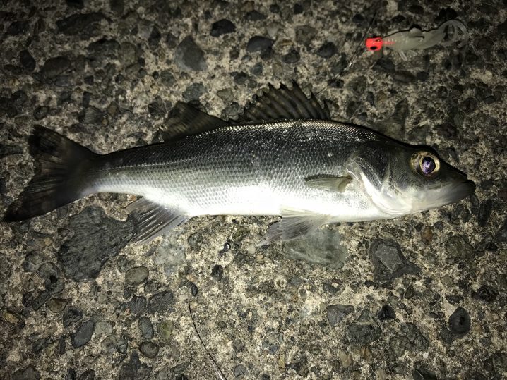 海釣りはワームから アジリンガーだけで色んな魚が釣れる 山陰海岸の海釣り